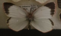Colias palaeno