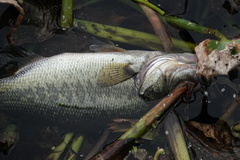 Micropterus floridanus