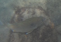 Archosargus rhomboidalis