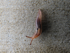 Ambigolimax