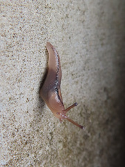 Ambigolimax