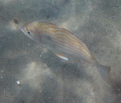 Archosargus rhomboidalis