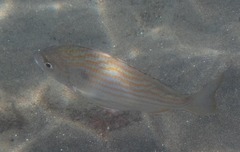 Archosargus rhomboidalis