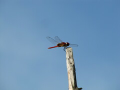Urothemis signata