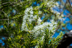Melaleuca lanceolata