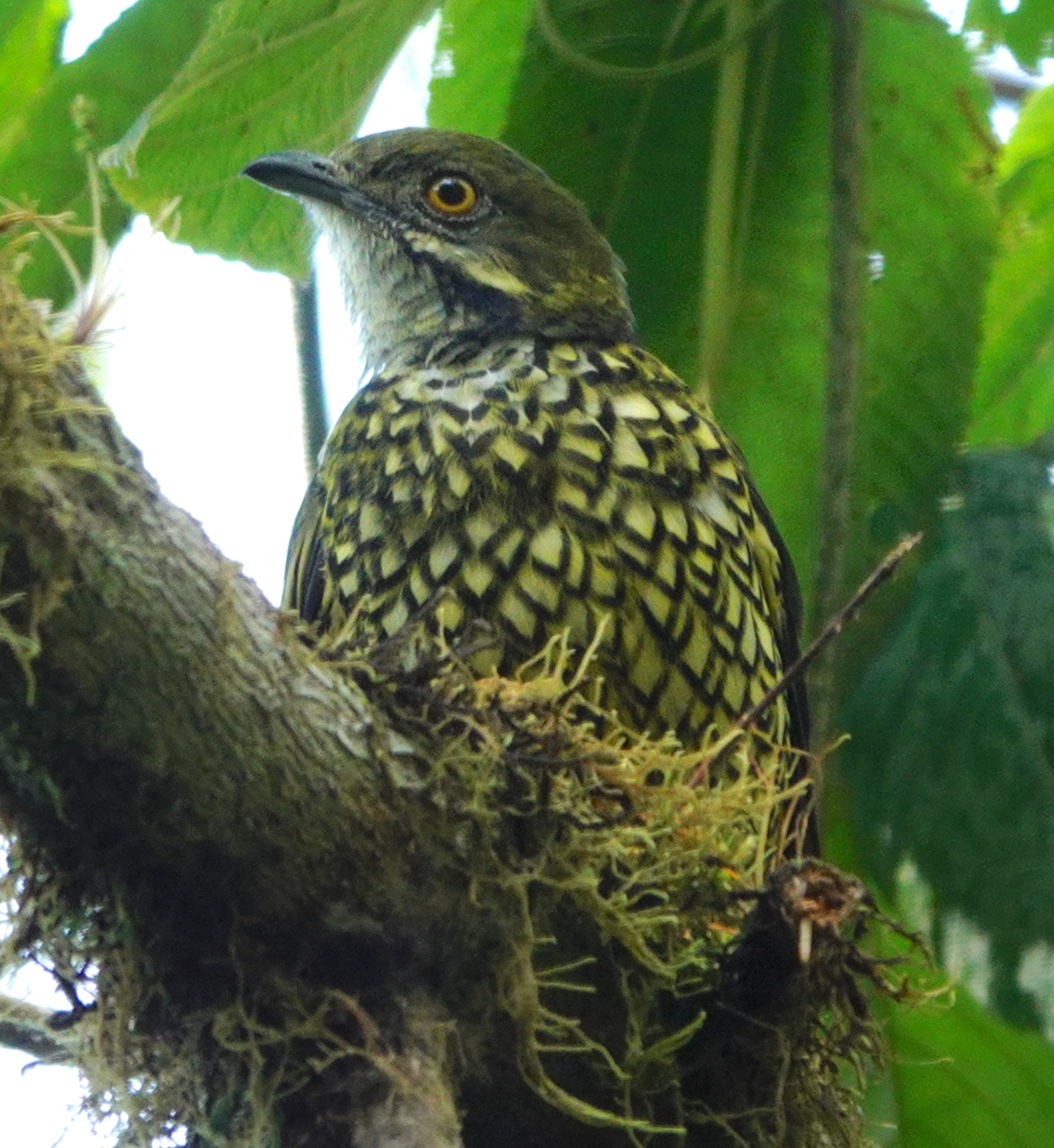 Scaled Fruiteater (Ampelioides tschudii), photo 8