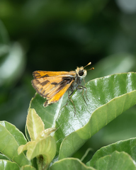 Hylephila fasciolata