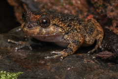 Cycloramphus boraceiensis