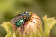 Sarconesiopsis magellanica