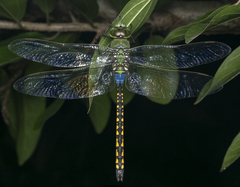Anax indicus
