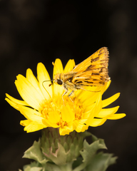 Hylephila fasciolata