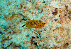 Halgerda indotessellata
