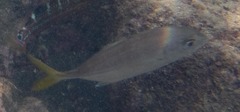Ocyurus chrysurus