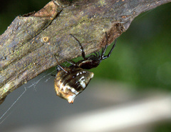 Micrathena patruelis