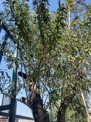 Prunus amygdalus