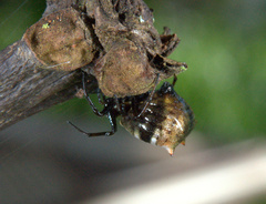 Micrathena patruelis
