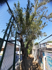 Prunus amygdalus