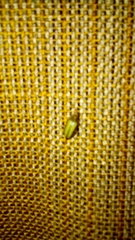 Xanthogaleruca luteola