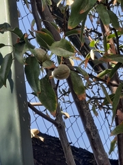 Prunus amygdalus