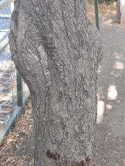 Prunus amygdalus