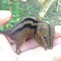 Monodelphis americana