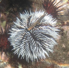 Tripneustes ventricosus