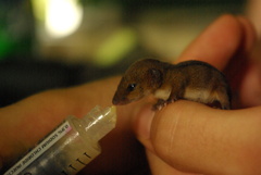 Monodelphis americana