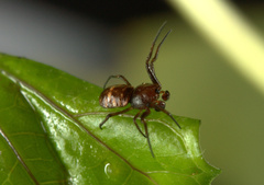 Micrathena patruelis
