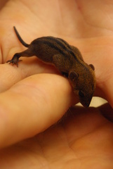 Monodelphis americana