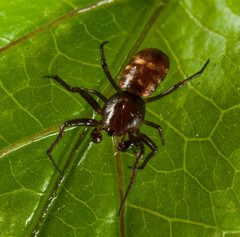 Micrathena patruelis