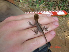 Enyalius