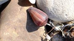 Conus figulinus