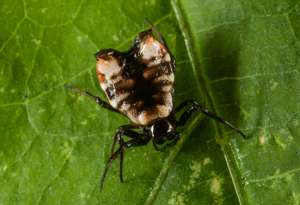 Micrathena patruelis
