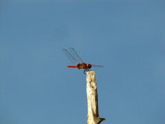 Urothemis signata