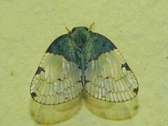Fulgoroidea