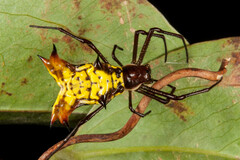 Micrathena fissispina