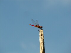 Urothemis signata