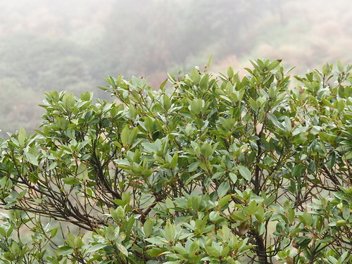 Machilus thunbergii