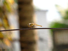 Urothemis signata