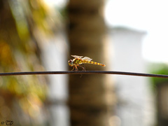 Urothemis signata