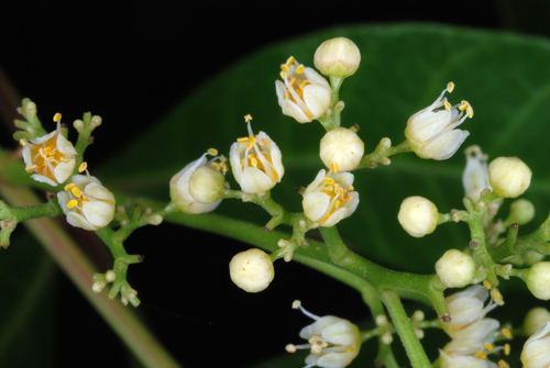 Schinus terebinthifolia