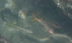 Ocyurus chrysurus