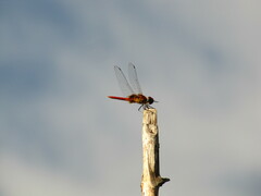 Urothemis signata