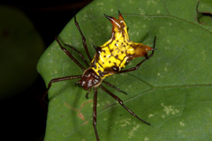 Micrathena fissispina