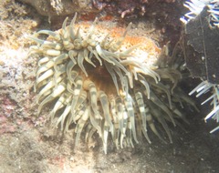 Bunodosoma granuliferum