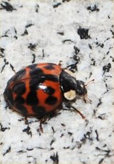 Harmonia axyridis