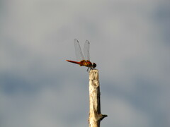 Urothemis signata