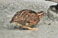 Coturnix coturnix