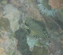 Lactophrys triqueter