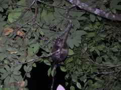 Hemibelideus lemuroides